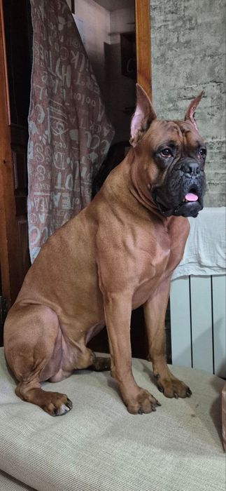 Щенки немецкого боксёра