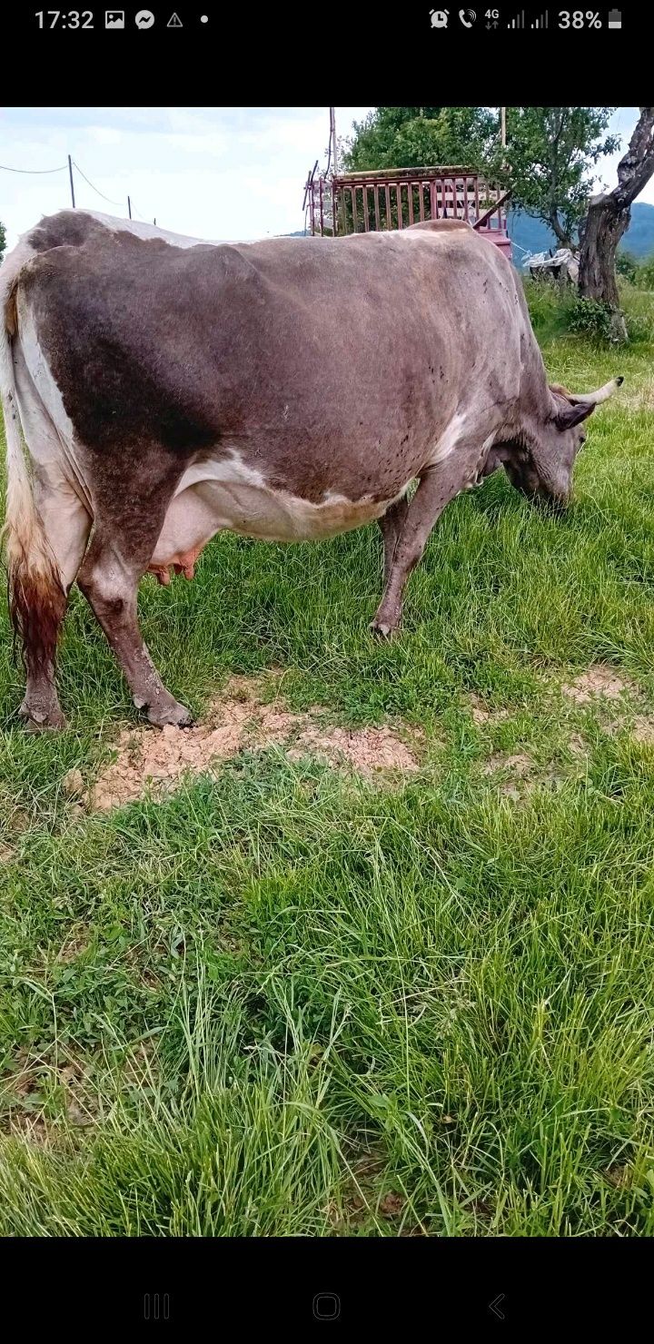 Vând vaca gestanta