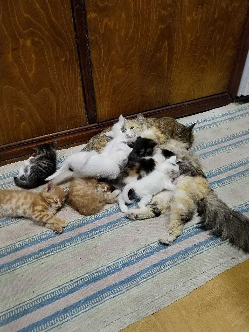 Отдаем приученых котят