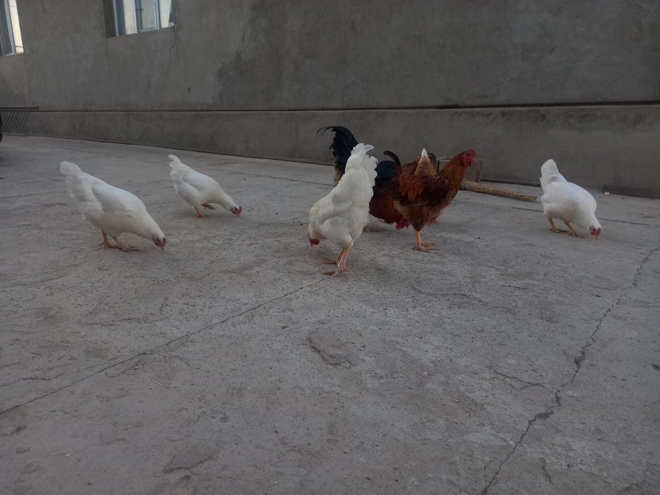 Тауықтар сатылады