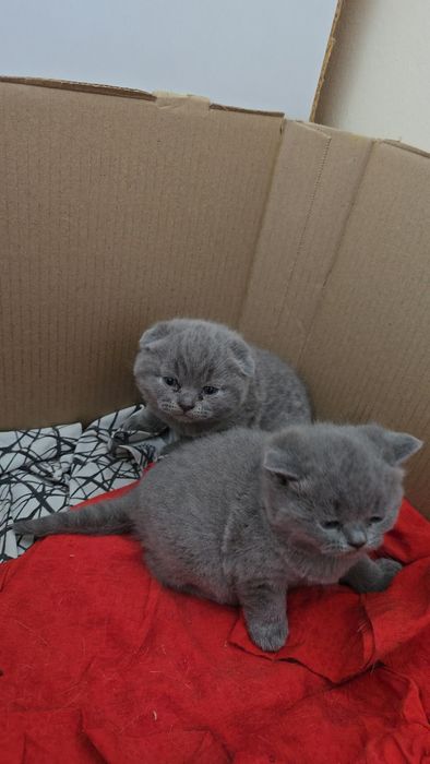 Шотландский тоза кон девичка и мальчик