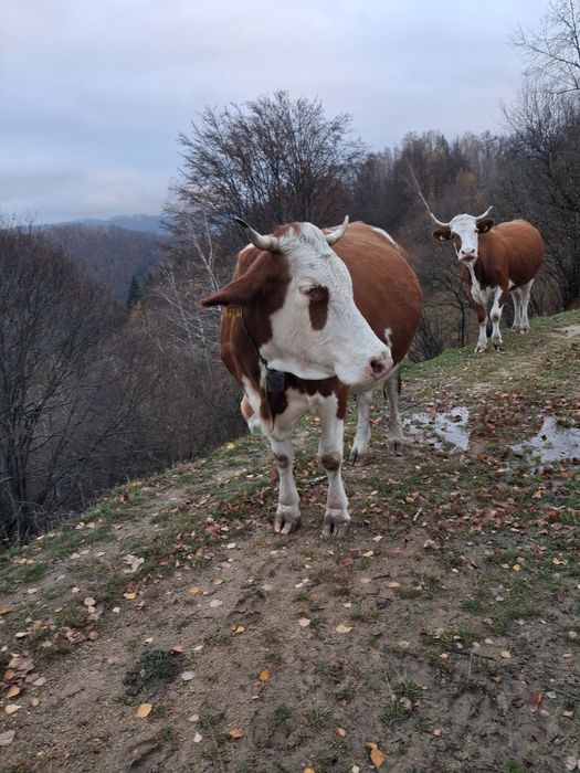 Vand vaca de 6 ani gestanta