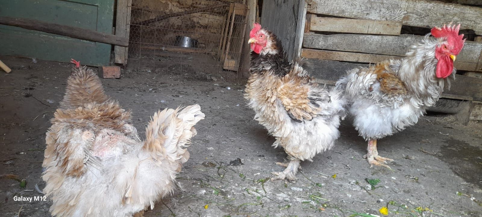 Familie de găini crețe