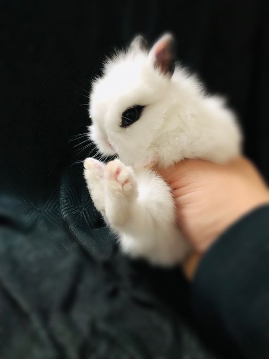 Karlik quyonchalar juda shirin va yoqimtoy