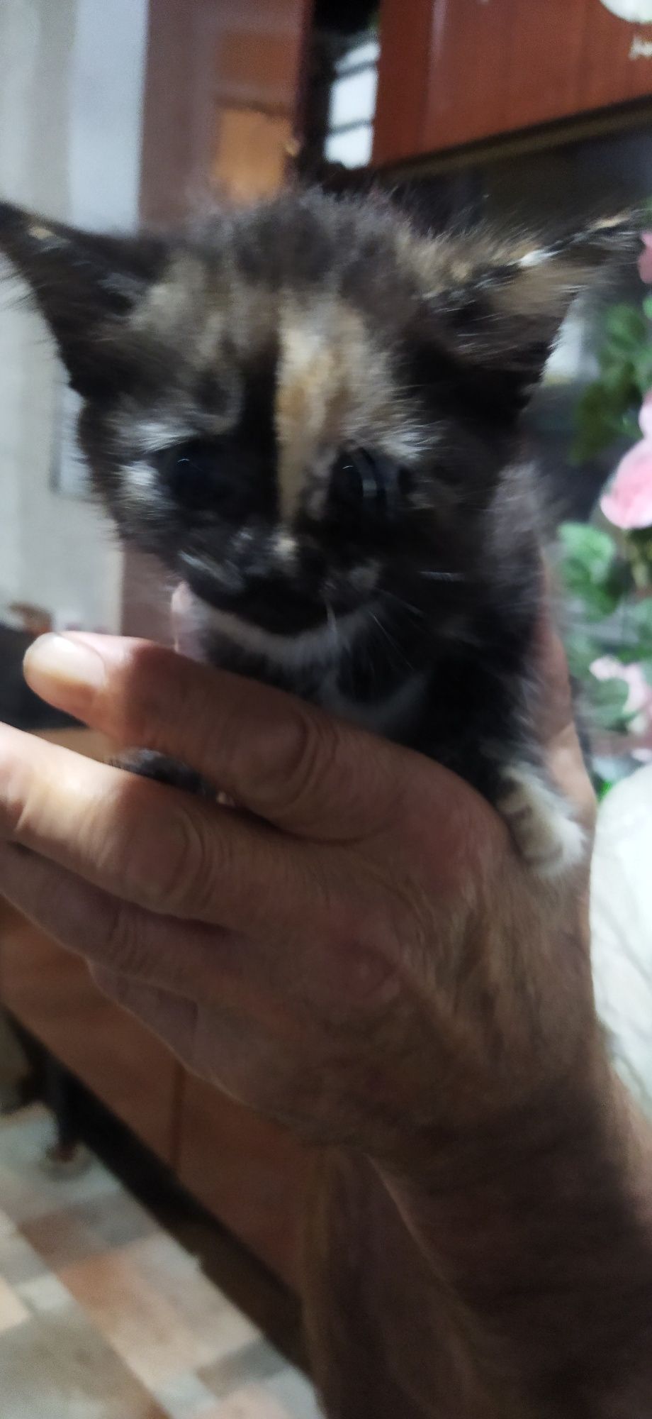 Котята игривые чистые
