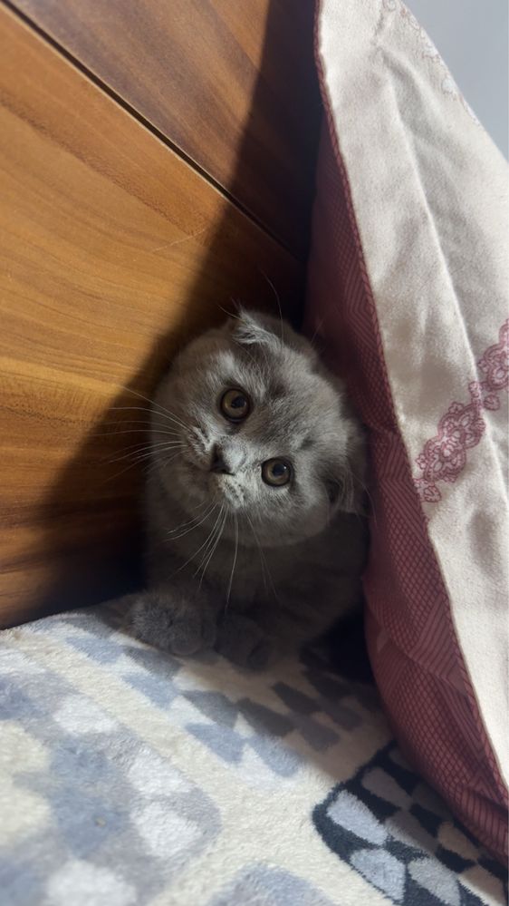 Un băiețel Schotish Fold isi caută stăpâni iubitori!