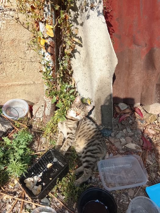 Котята ищут дом живут на улице