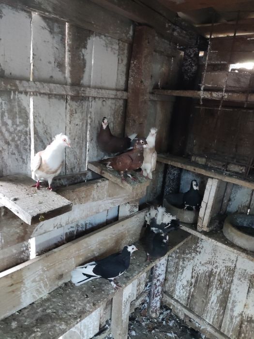 Porumbei jucători 10 lei bucata