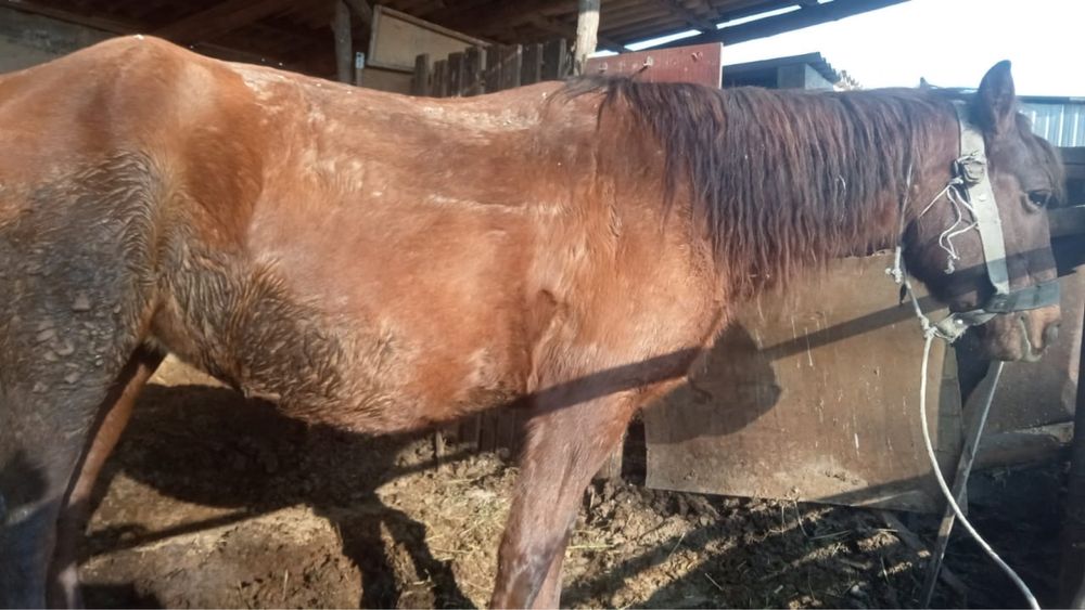 Буаз бие мінгі , обмен болады