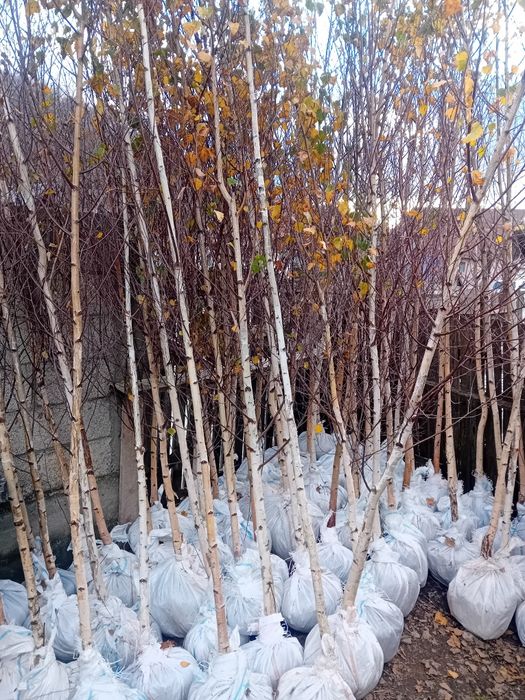 Vând mesteacăn alb ornamental diferite dimensiuni