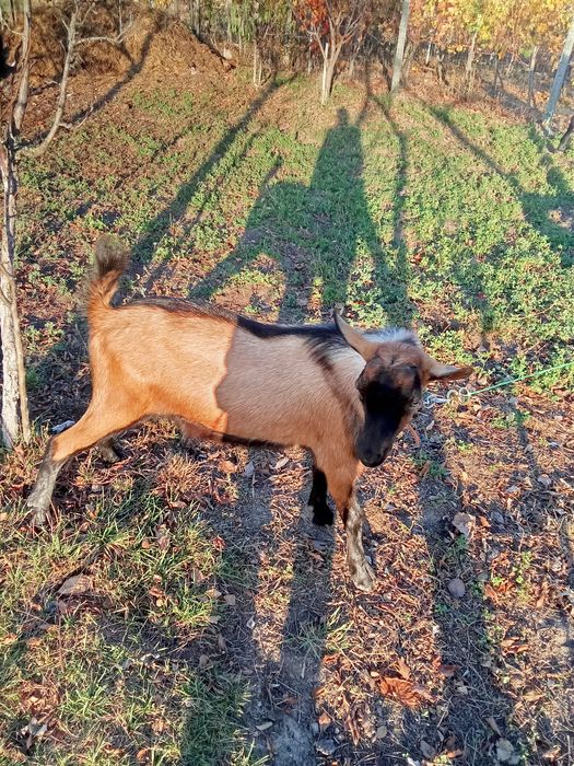 Vând un țap de alpin francez 7 luni original