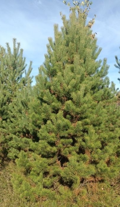 Новогодний ёлка Астана