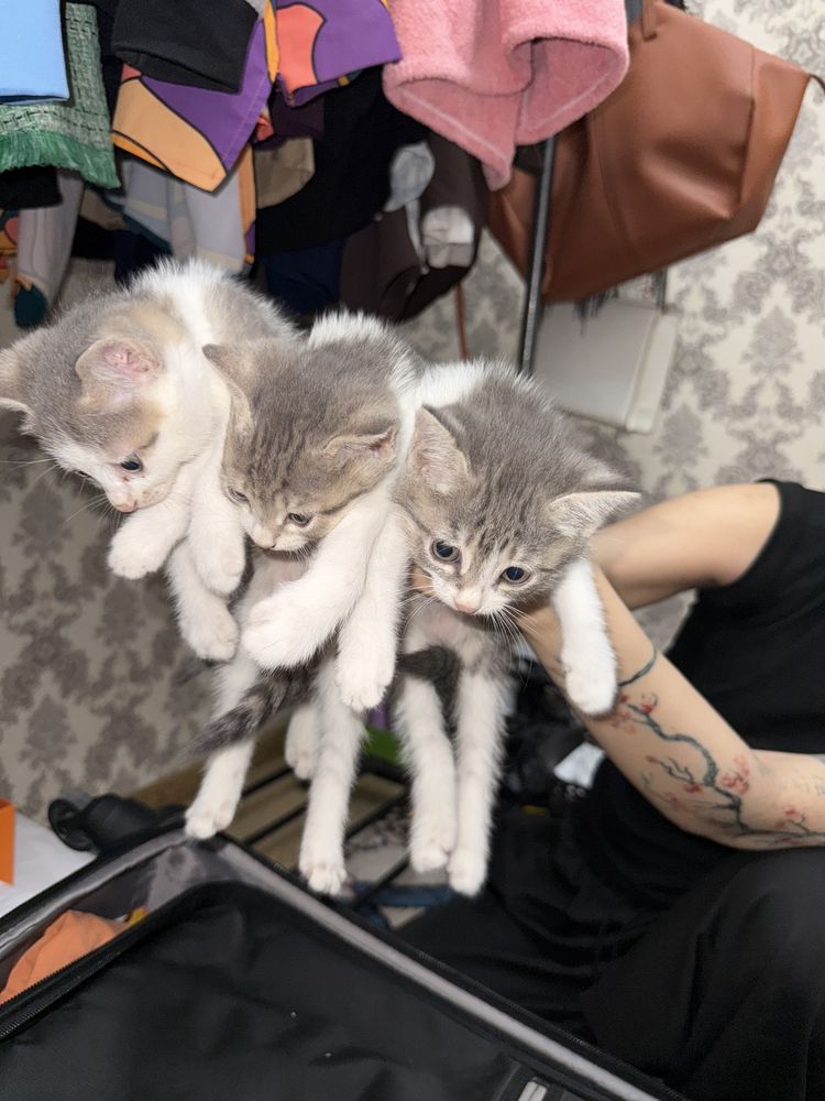 Котята 2 месяца