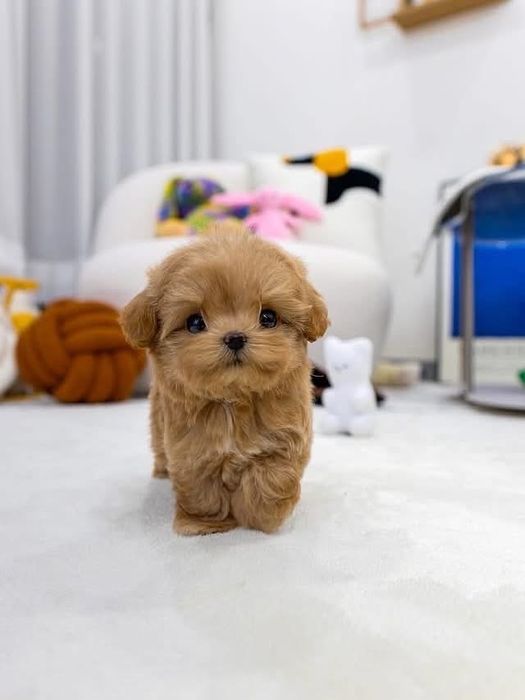 Maltipoo/poodle-pudel toy -mini toy roscat apricot