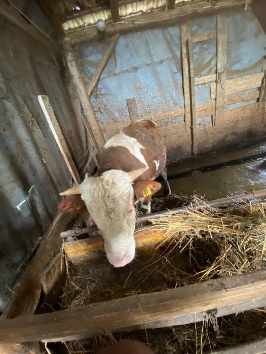 Vând 5 tauri și 2 vaci pt abator