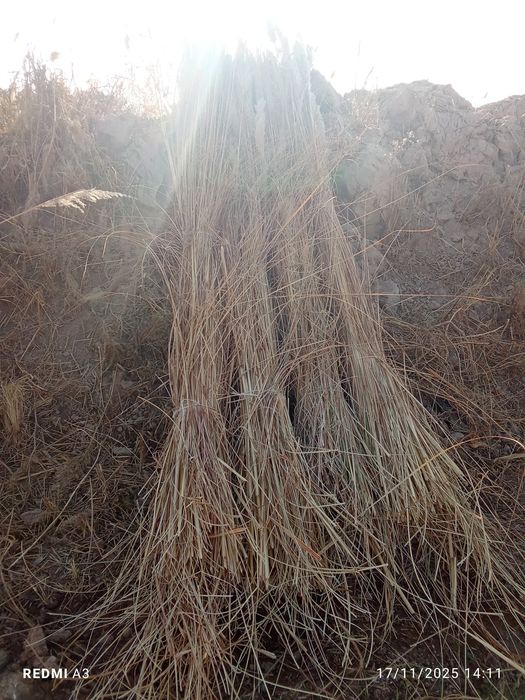 Qoʻpa qamish sotiladi kultasi 15 ming soʻm kelishiladi