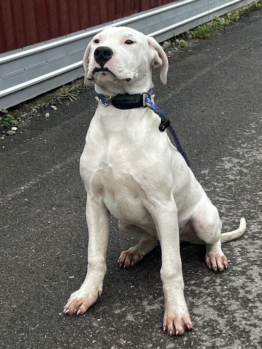 Dog Argentinian/ Dogo argentino