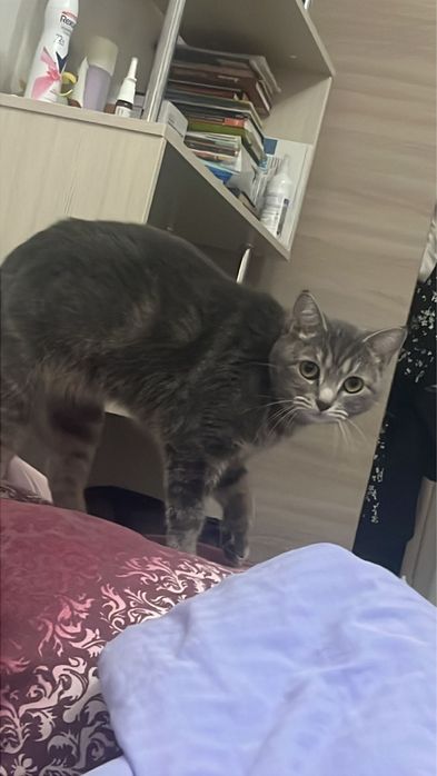 Отдам кошку в добрые руки