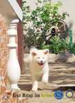 Akita Inu puiuț superb  cu pedigree de excepție