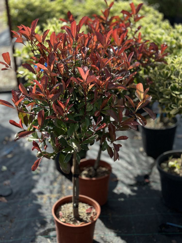 Leandru , photinia ,