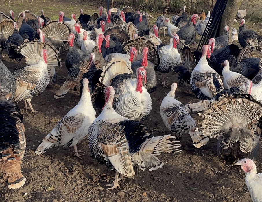 Curcani si curci de vanzare