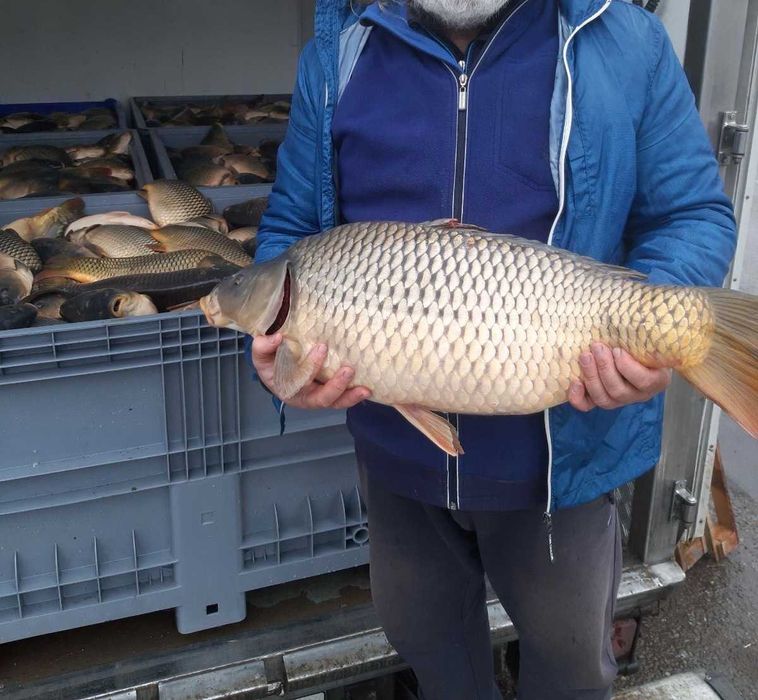 Продавам едър шаран