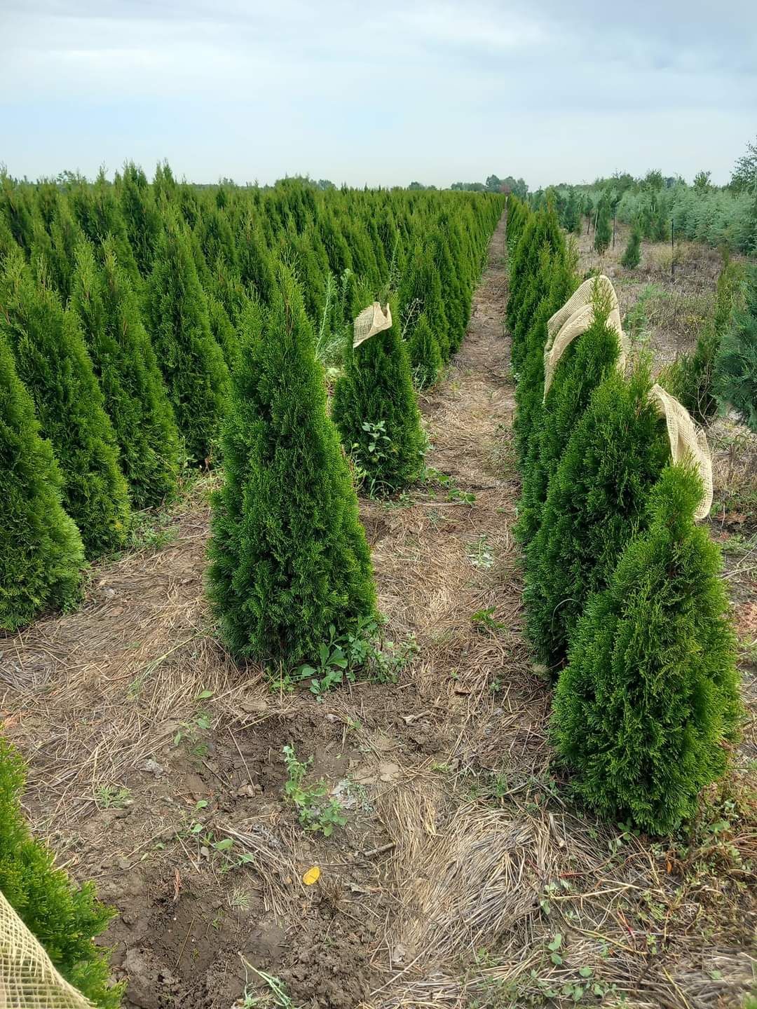 Plante ornamentale la prețuri de producător :
- tuia smaragd
- tuia co