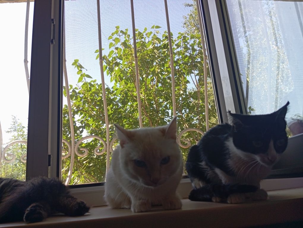 Котята , коты и кошки