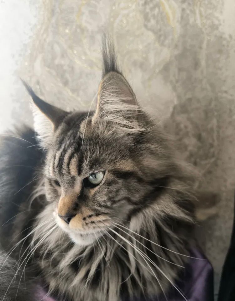 Мейн Кун котёнок девочка