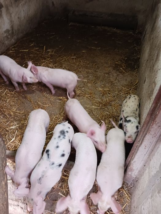 Fân Curat Bine Depozitat