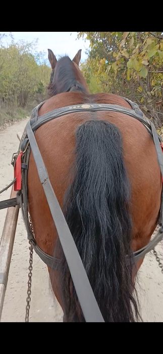 Iapa de vânzare de 6 ani