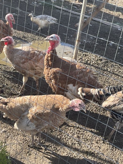 Домашни пуяци за празник