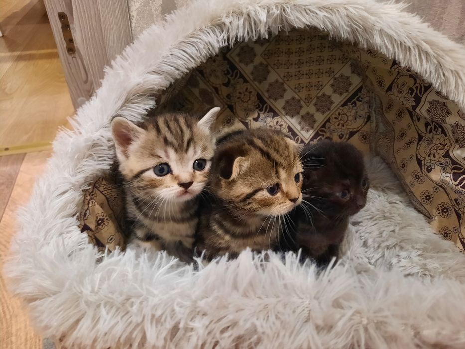 Продам шотландских котят