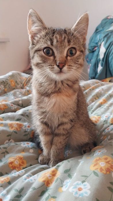 Отдам котенка в добрые руки