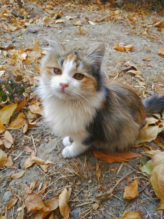 Отдам даром котят