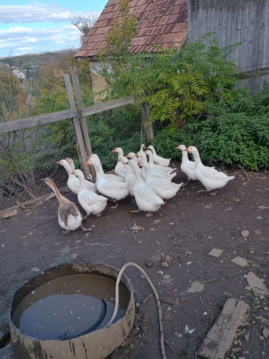 Gaste tinere și rate taranesti de vanzare