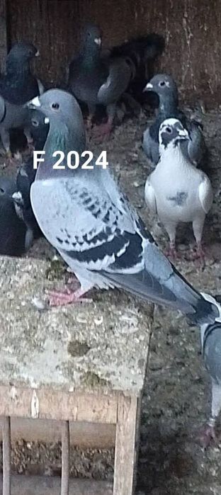 Masculi  și femele voiajor sport