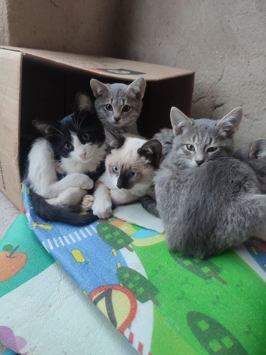 Таза Мысық үйдің тегін