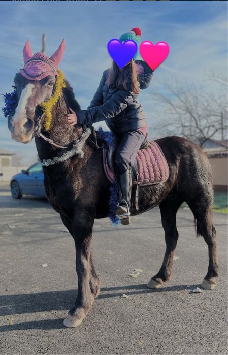 De vanzare, iapa pentru echitatie