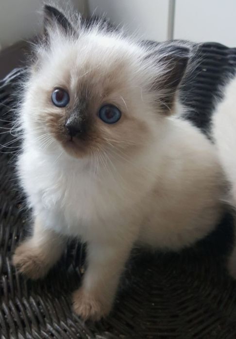 Ragdoll mascul frumos