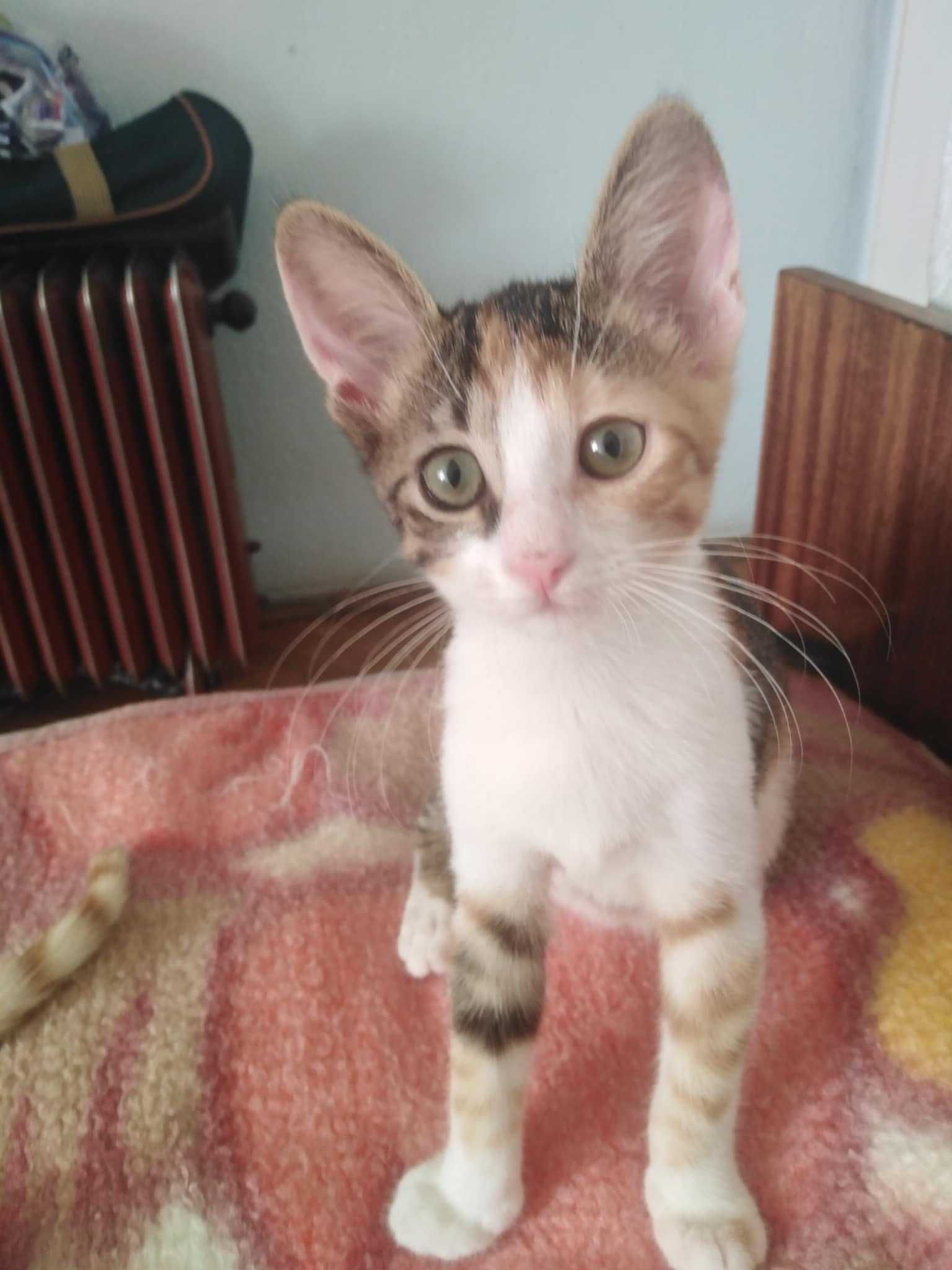 Две котенца търсят дом