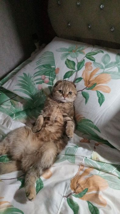 Нужен жених для вязки