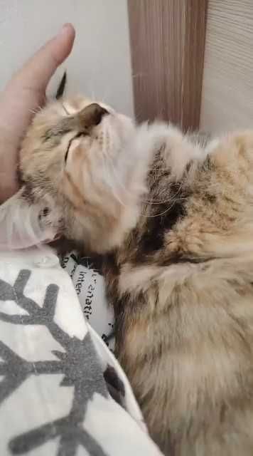 Нужен дом для котенка (девочка)