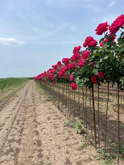 Trandafiri, plante ornamentale și fructiferi – Vânzare și plantare!