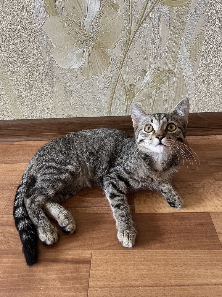 Мысық Ұл 4 айлық латокқа өзі барады
