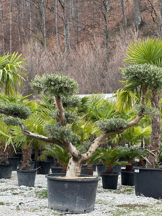 Brad normandian, Maslin Bonsai , palmier Washingtonia la oferta