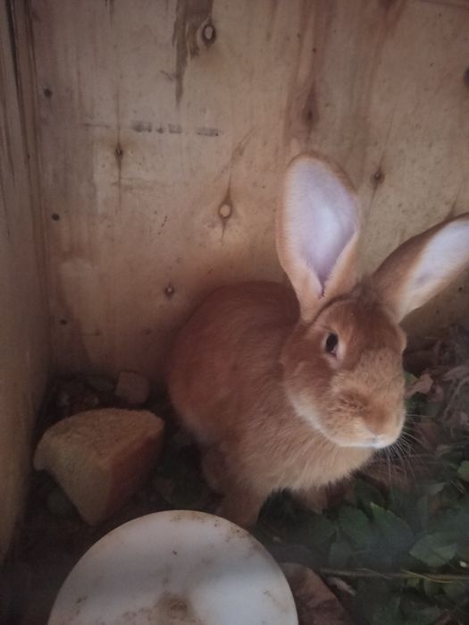 Продаю кролики 2 самца.и 1 самка..