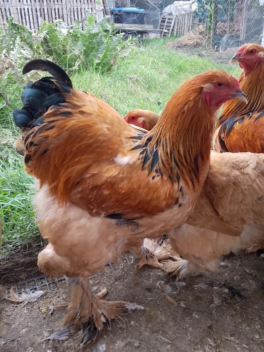 Cocosi brahma col galben !