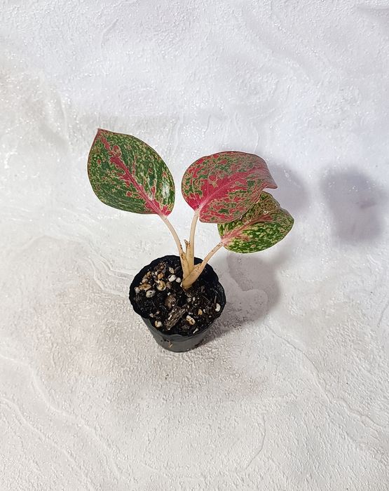 Детки Аглаонем 10 сортов в наличии