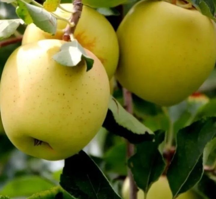 Măr (Pătul Pionic )